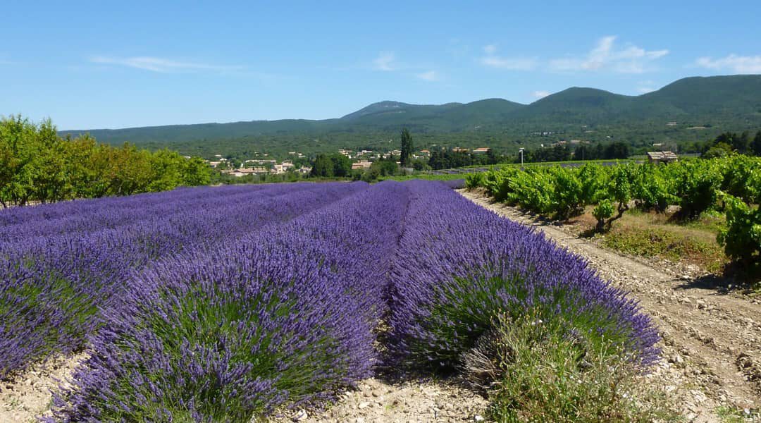 Wandelen lavendelvelden Provence